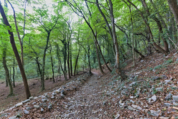 Ein gewundener Pfad durch einen schattigen Waldbereich mit verstreuten Felsen und hohen, grünen Bäumen.