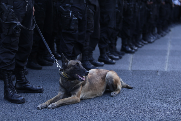 Keine spitzen Halsbänder mehr für Polizei-Hunde in Bremen