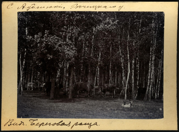 Schwarzes und weißes Foto von Kühen, die auf einer bewaldeten Fläche grasen, mit Text am unteren Bildrand.