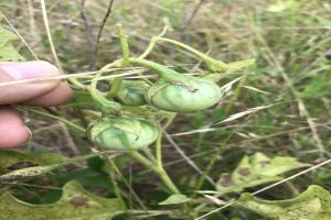 Eine Person h├Ąlt einen Bund grüner Tomaten an einer Pflanze, mit Schimmel sichtbar auf den Tomaten, vor einem Hintergrund von Pflanzen und Gras.