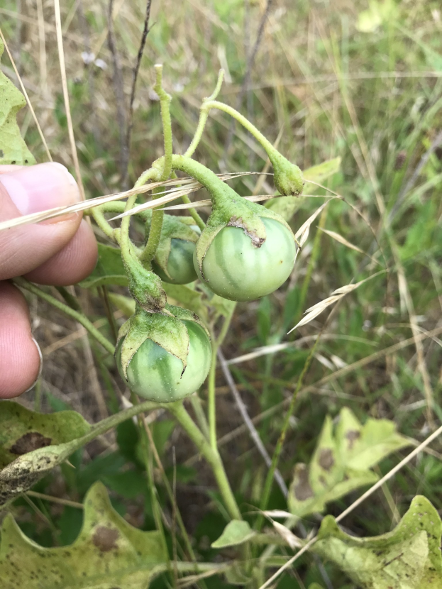 Eine Person h├Ąlt einen Bund grüner Tomaten an einer Pflanze, mit Schimmel sichtbar auf den Tomaten, vor einem Hintergrund von Pflanzen und Gras.