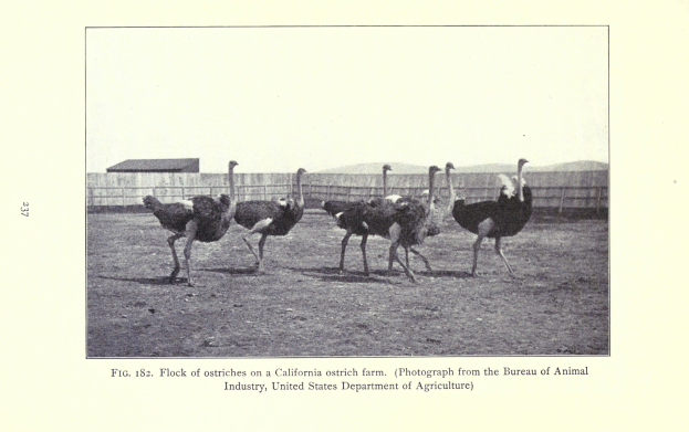 Eine Gruppe von Straußen auf einer Straußenfarm in Kalifornien, mit einem Zaun, einem Haus und dem Himmel im Hintergrund und Text unten.