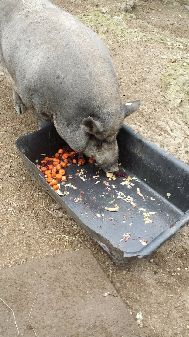 Ein Schwein isst aus einem schwarzen Behälter auf dem Boden.