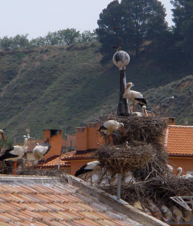 Eine Gruppe weißer Störche sitzt auf einem Dach mit einem Nest im Vordergrund, einem Hügel mit Bäumen im Hintergrund und Himmel darüber.