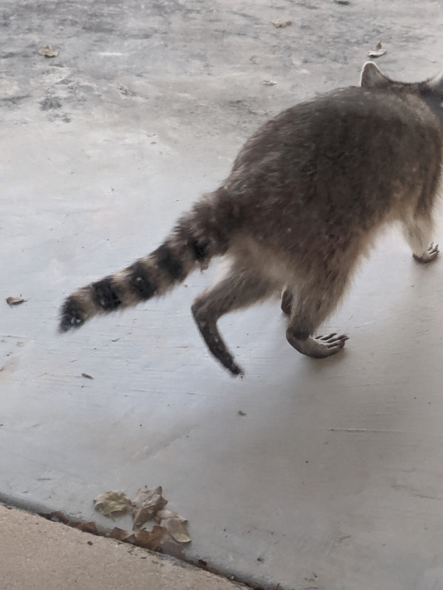 Ein Waschbär mit weißer, schwarzer und brauner Fellfarbe überschreitet einen aschfarbenen Gehweg neben einem Gebäude, mit ein paar getrockneten Blättern drumherum.