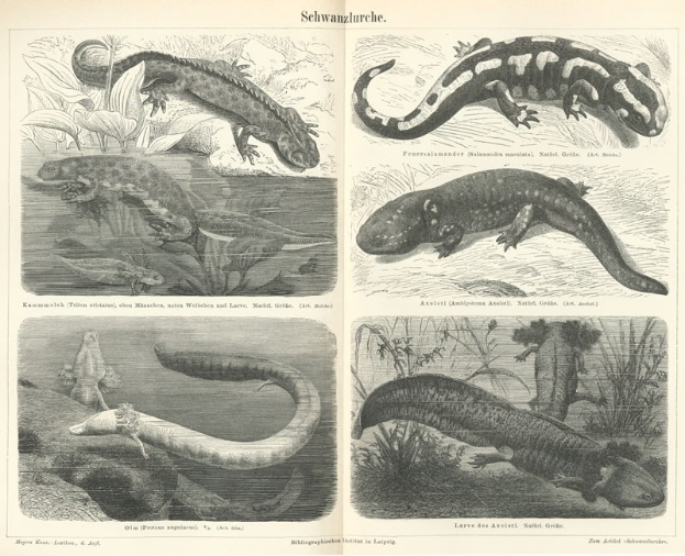 Eine Buchseite mit Abbildungen verschiedener Salamander, Eidechsen, Pflanzen und aquatischen Tieren neben beschreibendem Text.