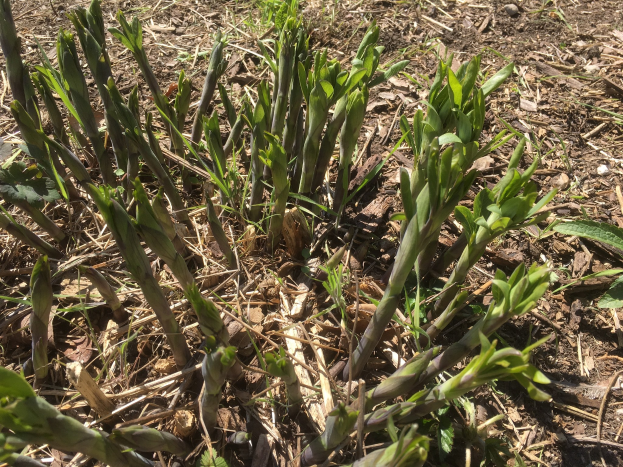 Ein Nahaufnahme von Spargelpflanzen, die im Boden wachsen.