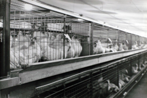 Mehr Tierwohl in Schlachthöfen