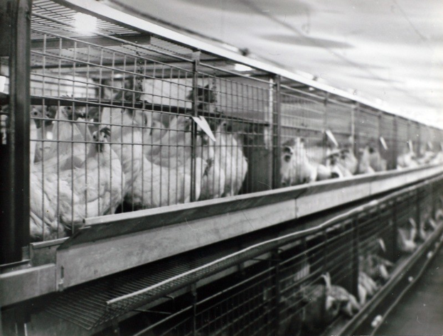 Mehr Tierwohl in Schlachthöfen
