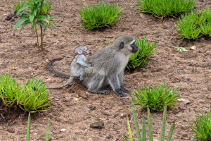 Ein Grüne Meerkatze und ihr Baby sitzen auf dem Boden umgeben von Pflanzen, wobei die Mutter das Baby eng an ihre Brust hält, beide sehen neugierig aus.
