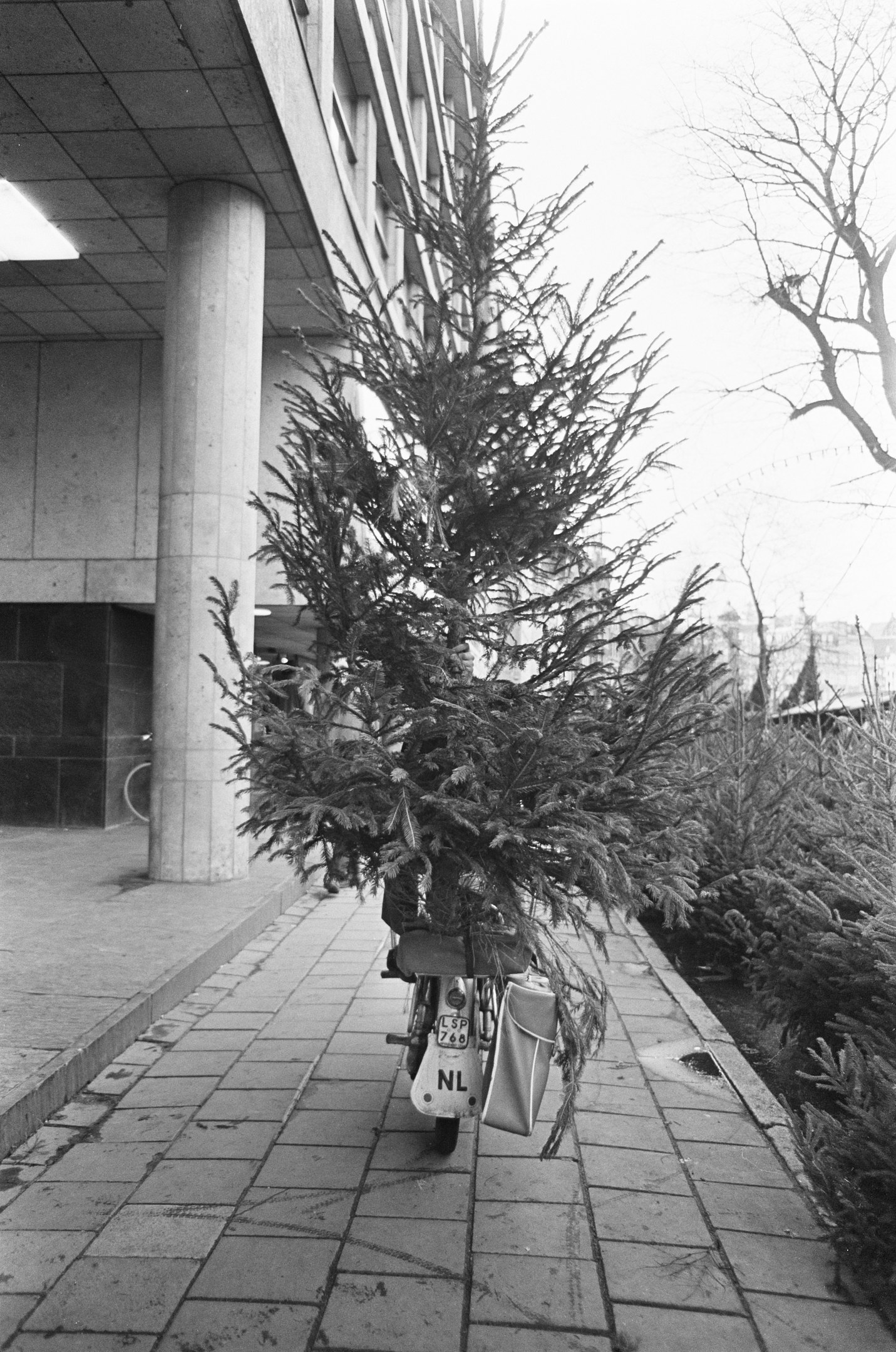Schwarz-weißes Foto eines Fahrrads mit einem Weihnachtsbaum auf dem Gepäckträger, das vor einem säulenartigen Gebäude mit Deckenbeleuchtung geparkt ist, umgeben von Pflanzen und Bäumen, mit Gebäuden und Himmel im Hintergrund.