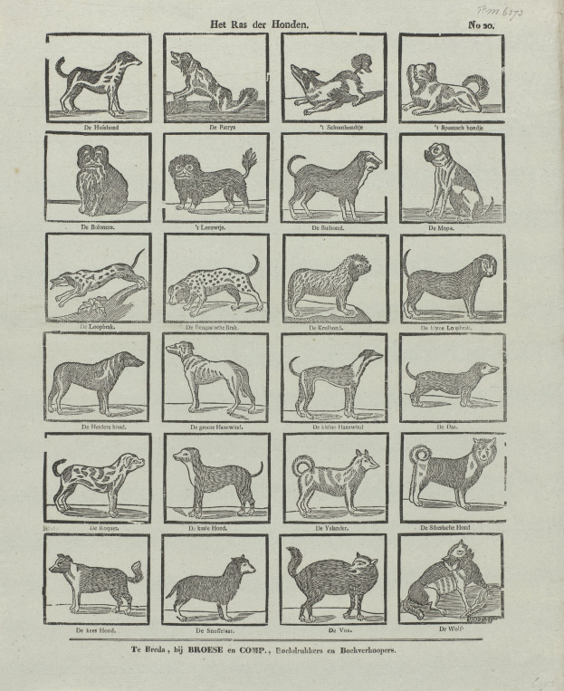 Ein offenes altes Buch mit Abbildungen und Beschreibungen verschiedener Hunderassen.