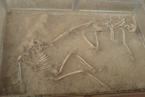 Zwei Skelette werden in einem durchsichtigen Glaskasten in einem Museum ausgestellt, liegen auf dem Boden mit sichtbaren Knochen Details.