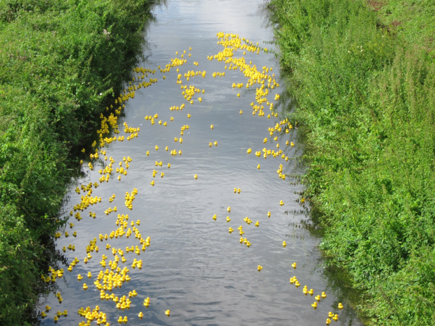Ein Fluss mit zahlreichen gelben Gummienten, die darin schwimmen, gesäumt von dichtem Grün auf beiden Seiten.