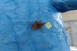 Ein brauner Stinkkäfer sitzt auf einem blauen Müllcontainer, im Hintergrund ist ein Gebäude zu sehen.