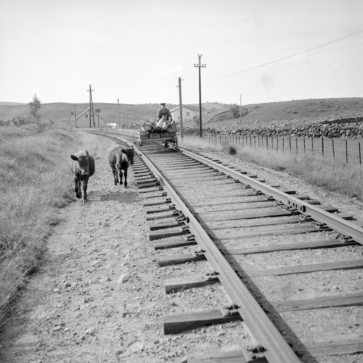 Schwarzes und weißes Foto von zwei Kühen, die auf den Eisenbahnschienen laufen, mit einer Person, die auf einem Fahrzeug im Vordergrund sitzt, Gras und einem Zaun auf beiden Seiten der Schienen und Häusern, Bäumen, Mästen und Himmel im Hintergrund.