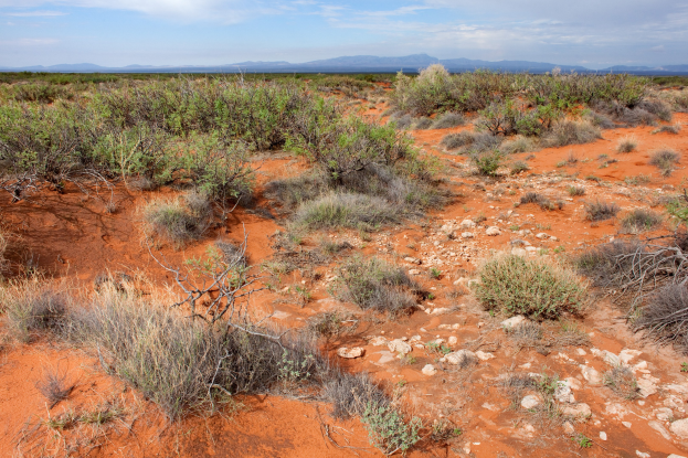 Wüstenlandschaft mit rotem Sand, spärlicher Vegetation, verstreuten Pflanzen und Steinen, fernen Hügeln und einem bewölkten Himmel.